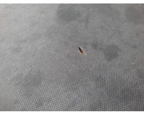 FORD F650SD (SUPER DUTY) SEAT, FRONT