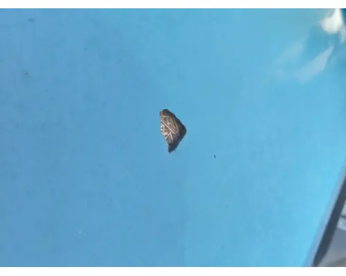 INTERNATIONAL PROSTAR 122 HOOD