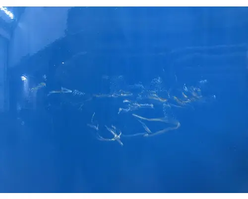 International 8100 Sleeper Fairing