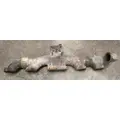 CUMMINS ISX Exhaust Manifold thumbnail 1
