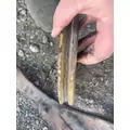 CUMMINS L10 Engine Parts Misc. thumbnail 3