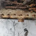  Exhaust Manifold Caterpillar C13 for sale thumbnail