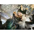 Detroit R21-4N Axle Assembly, Rear thumbnail 2