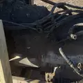 Detroit Series 50 Engine Assembly thumbnail 6