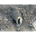 Eaton/Fuller FRO13210C Transmission Assembly thumbnail 8