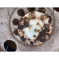Eaton 119595 Axle Shaft thumbnail 2
