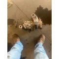 FREIGHTLINER Med. Conv. Power Steering Assembly thumbnail 2