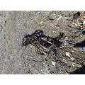INTERNATIONAL 4400 Engine Wiring Harness thumbnail 6