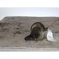INTERNATIONAL LT POWER STEERING RESERVOIR thumbnail 2