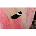 International F2574 Hood thumbnail 9
