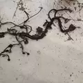 International MaxxForce7 Engine Wiring Harness thumbnail 4