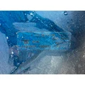 KENWORTH T2000 Hood thumbnail 9