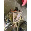 KENWORTH T800 Differential Assembly (Rear, Rear) thumbnail 5
