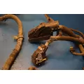 PACCAR MX-13 Engine Wiring Harness thumbnail 9