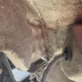 PETERBILT 385 Hood thumbnail 9