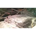 VOLVO ATO2512C TRANSMISSION ASSEMBLY thumbnail 2