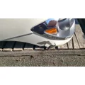   Hood thumbnail 11